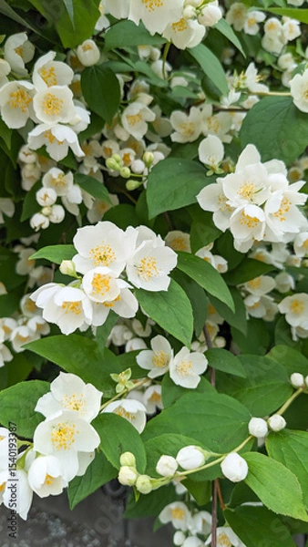 Obraz A close-up of a flowering jasmine bush. Jasmine essential oil is used as a natural antiseptic. It is added to ointments and creams.Tea from jasmine flowers increases immunity, tones, improves mood.