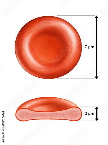 Fototapeta Average erythrocyte sizes