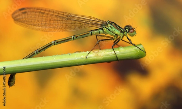 Fototapeta dragonfly insect on a stick