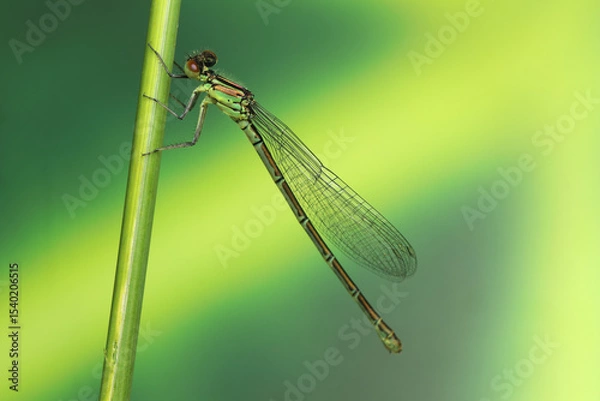 Fototapeta dragonfly insect on a stick