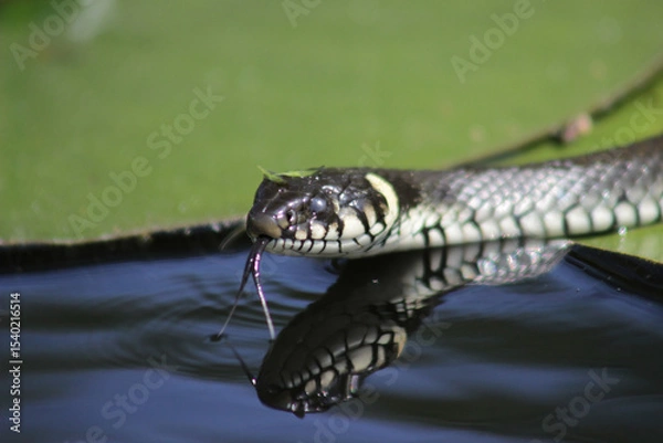 Fototapeta European grass snake (Natrix natrix) laying in warm sun on the water lily leaf in pond flicking its tongue with reflection over dark water, close up, portrait.