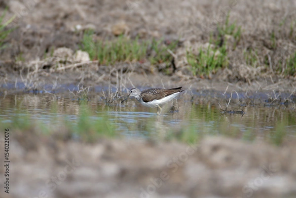 Fototapeta Single and pair of green sandpiper (Tringa ochropus) photographed close-up on the bank of a stream