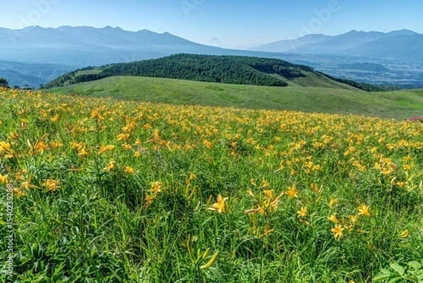 Obraz 長野県 霧ヶ峰 富士見台から見る富士山と満開のニッコウキスゲ
