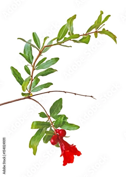 Fototapeta Close up of pomegranate branch with flower