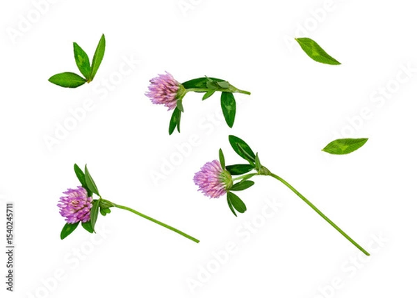Obraz Clover flowers isolated on a white background, contour