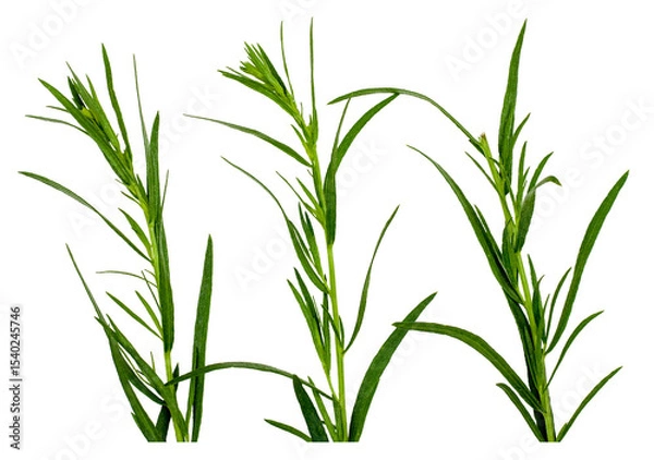 Obraz Branches of tarragon isolated on a white background, contour