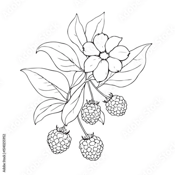 Fototapeta Raspberry Branch with Flowers and Berries
