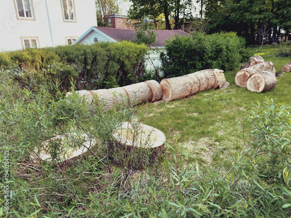 Fototapeta Un tas de bois coupé sur une pelouse verte. Un arbre mort a été abattu.