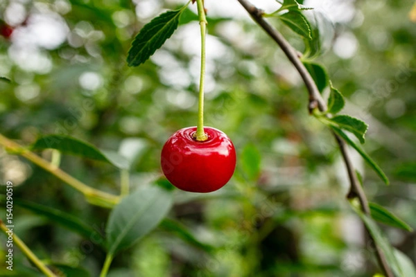 Fototapeta Bright red cherry hanging from a green branch surrounded by lush foliage, showcasing the beauty of nature and the vibrant colors of summer fruit