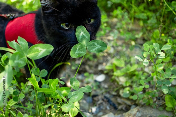 Fototapeta Black cat wearing red harness is exploring a lush green garden, curiously sniffing clover plant, showcasing the beauty of nature and feline curiosity