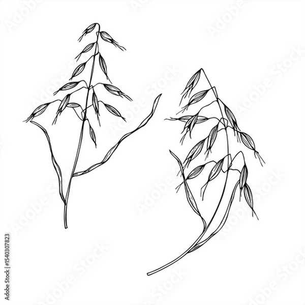 Fototapeta Monochrome vector illustration of wild oat painted by black inks. Meadow or field avena fatua branches etching drawing for agricultural design, botanical guide, eco friendly packaging, greeting card