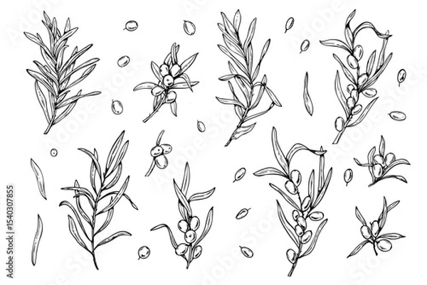 Fototapeta Monochrome sea buckthorn branches with berries and leaves hand drawn vector set painted by black inks. Wild berry realistic graphic sketch for organic product labels, herbal medicine packaging