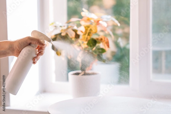 Fototapeta Close-up of a hand spraying cleaning solution in front of a sunlit window with indoor plants in the background. High quality photo