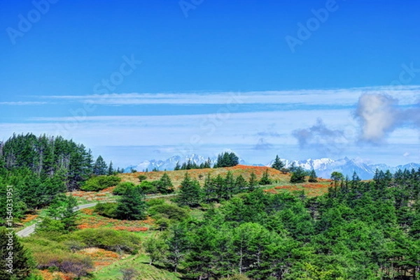Fototapeta 美ヶ原高原焼山のレンゲツツジと北アルプス