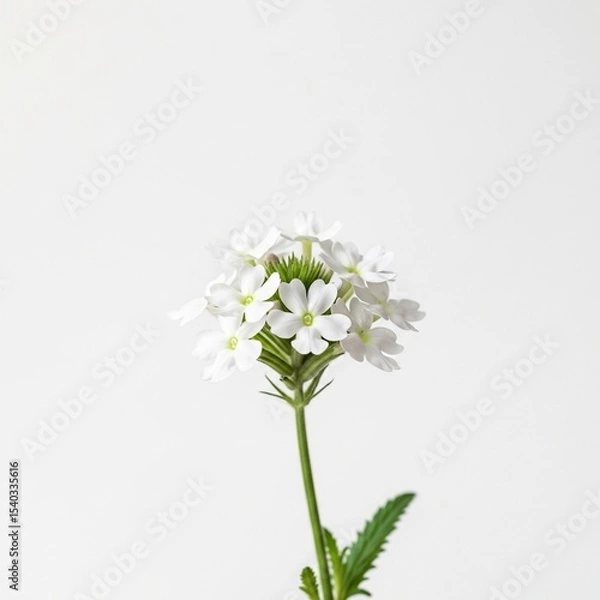 Obraz Beautiful Light White Verbena Studio Shot