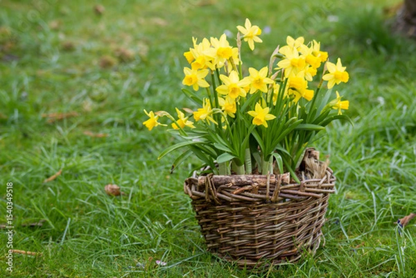 Fototapeta The daffodil, Narcissus pseudonarcissus, yellow narcissus flowers in a basket