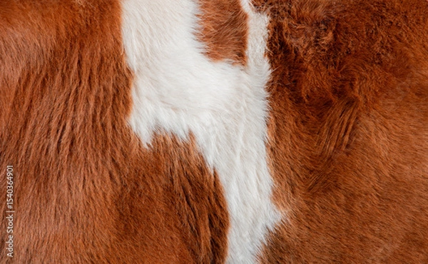 Fototapeta Close up view of brown and white cow fur, showcasing a striking natural pattern, perfect for backgrounds, textures, and design projects emphasizing nature's artistry