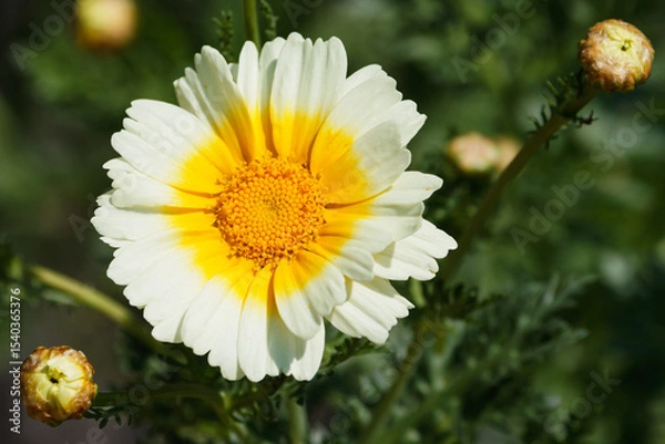 Fototapeta 美しいシュンギク02