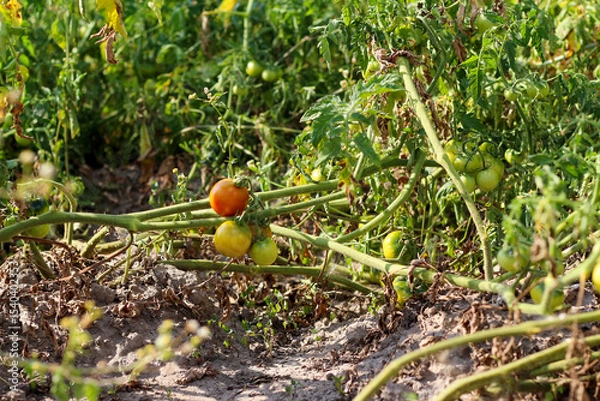 Obraz Lush green tomato field in summer, showcasing healthy growth for the food industry. Emphasizes nature and healthy produce from the garden or farm