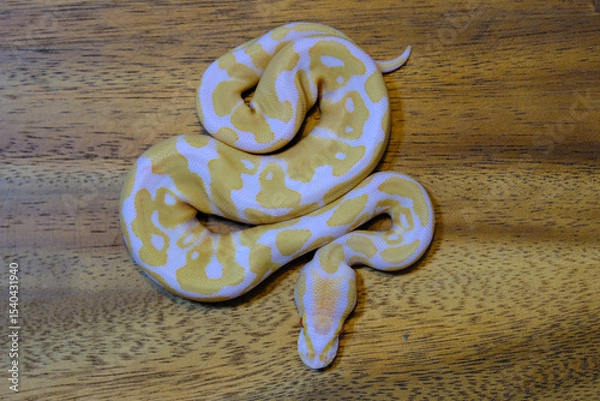 Fototapeta ball python snake reptile. The royal serpent. Beginner and popular snake for kids, Ball python (python regius) crawling on hand. Purple Albino Ball Python.