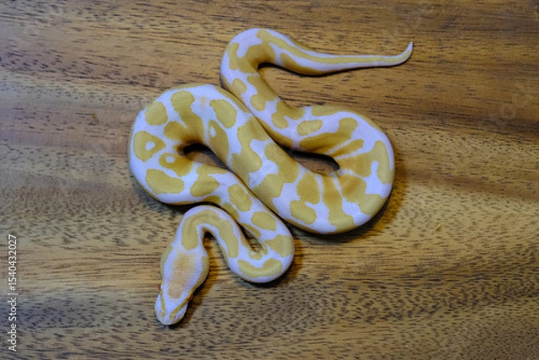 Fototapeta ball python snake reptile. The royal serpent. Beginner and popular snake for kids, Ball python (python regius) crawling on hand. Purple Albino Ball Python.