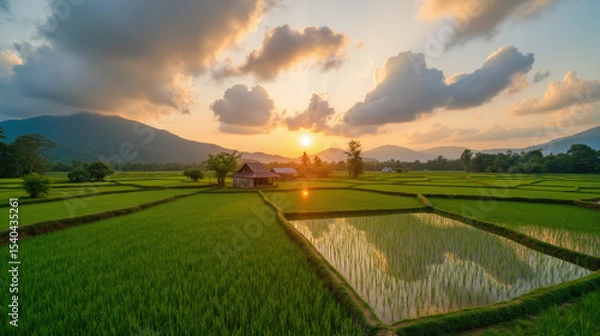 Fototapeta Serene sunset over lush green rice fields, with rustic wooden house reflecting in water. mountains create picturesque backdrop