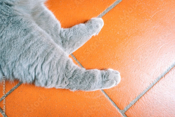 Obraz zampe di micio