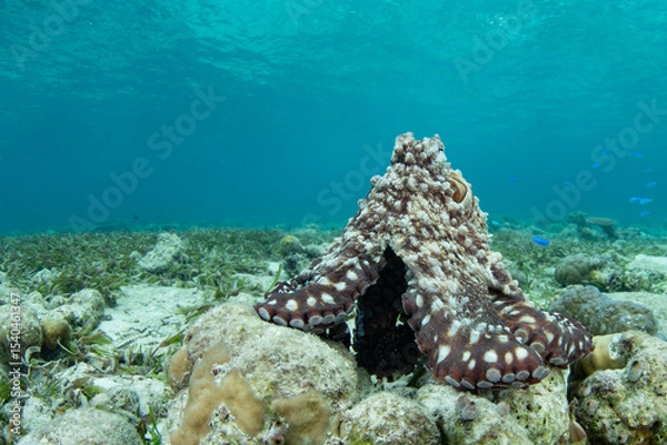 Obraz An octopus, Octopus cyanea, explores a shallow seafloor of sand, seagrass, and coral in Wakatobi National Park, Indonesia. Octopus are extremely intelligent but rarely live longer than 12-15 months.