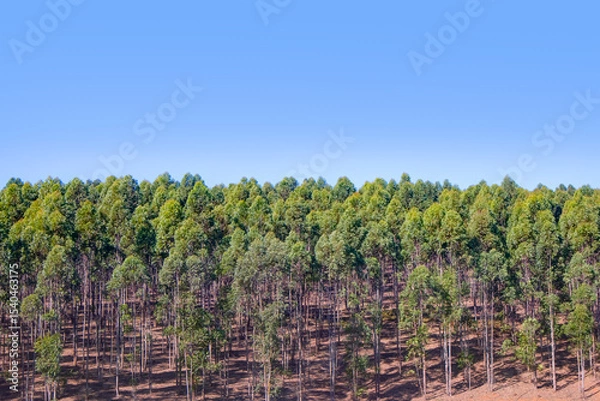 Obraz A large clump of eucalyptus trees growing near Worcester - Breede River Valley, South Africa.