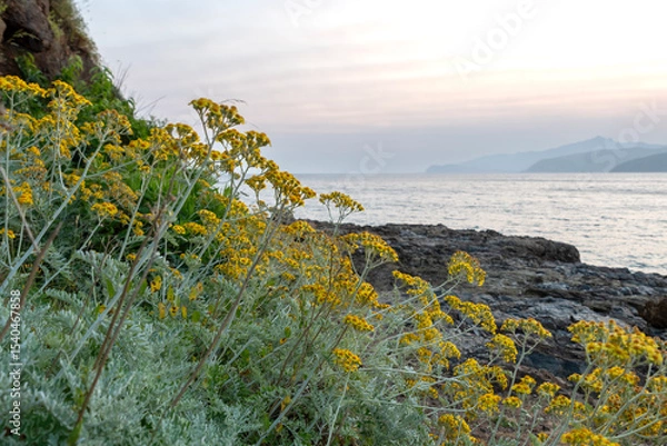 Obraz Towards dusk on Innamorata beach, Elba Island.