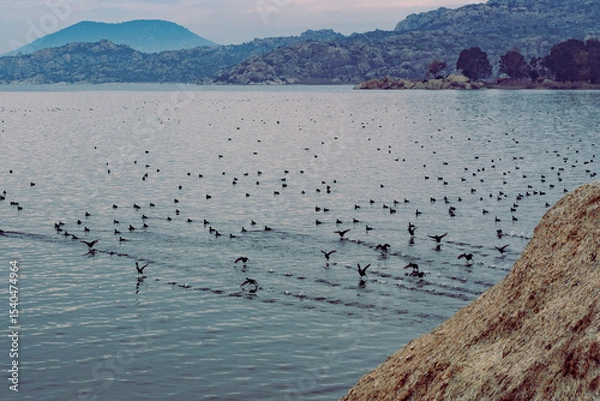 Fototapeta a lot of black wild ducks , birds of passage, in calm waters of Bafa lake , cloudy blue mountains, natural coastline
