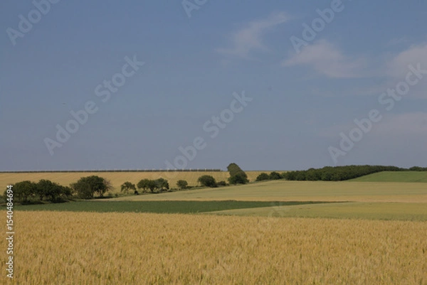 Obraz A field of wheat