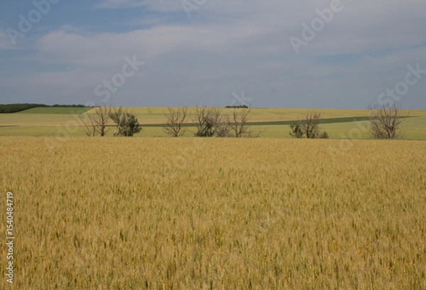 Obraz A field of yellow grass