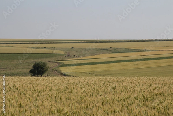 Obraz A field with a few cows