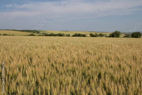 Obraz A field of yellow grass