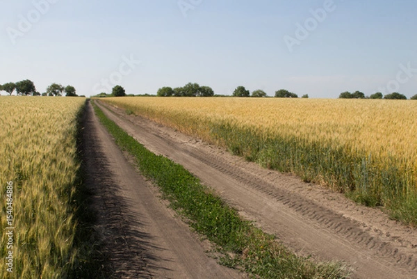 Obraz A dirt road through a field
