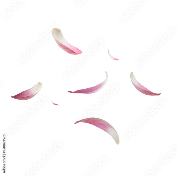 Fototapeta Falling Lotus Petals on Transparent Background