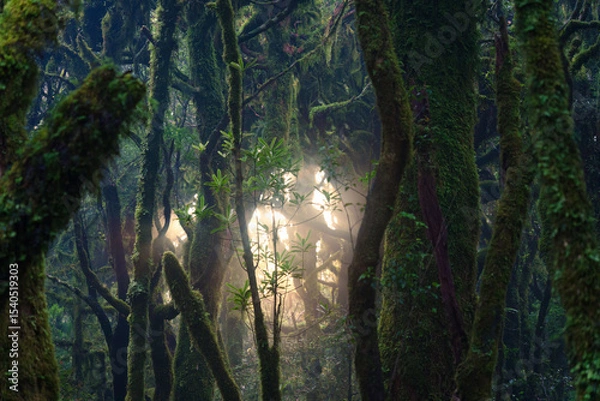 Fototapeta Mysterious lush green moss covered tree in tropical rainforest with sunlight in national park