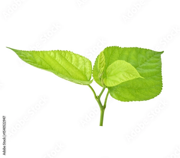 Obraz Mulberry leaves green on transparent png
