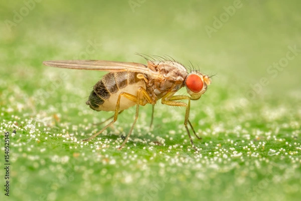 Fototapeta Tiny fruit fly standing on a leaf in my garden on a spring afternoon