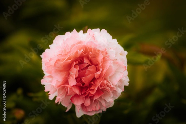 Fototapeta Close-up of a blooming pink peony flower with soft petals, surrounded by green foliage and a dark blurred background.