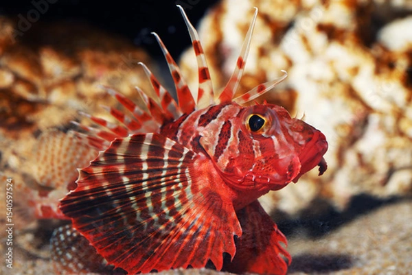 Obraz Blackfoot or Gurnard Lionfish (Parapterois heterura)
