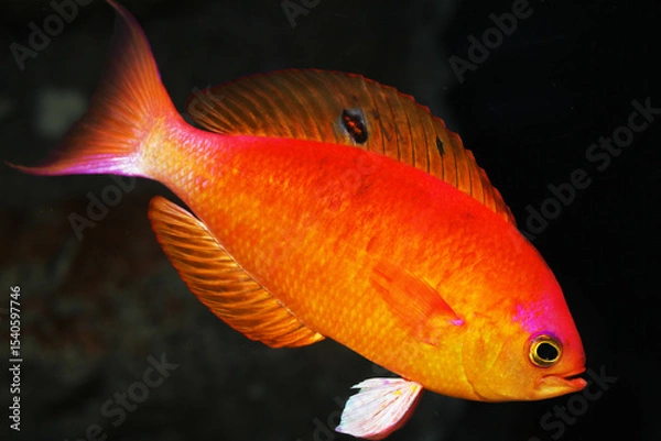 Obraz Japanese splendid perch (Callanthias japonicus)
