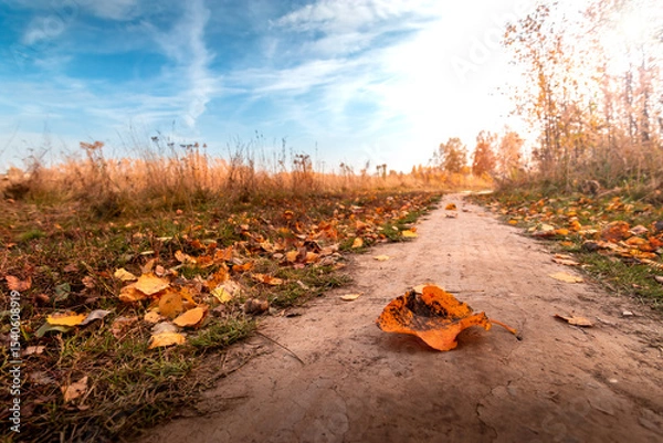 Obraz Autumn landscape with road and autumn yellow leaves.
