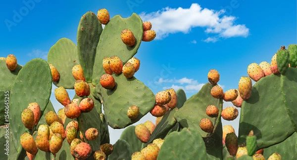 Fototapeta Prickly pear cactus with fruits - 4346