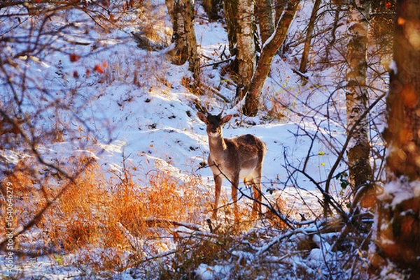 Fototapeta Fallow Deer in Frosty Winter Forest Bathed in Soft Morning Light