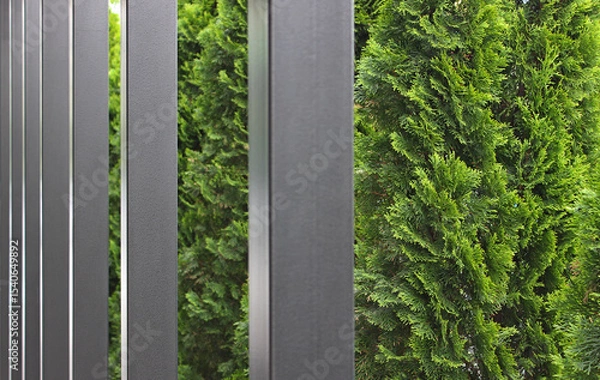 Obraz Metal Beams in front of Thuja Green Fence Supporting the Roof of a Canopy in the Yard of a Private Cottage. Yard Landscape and Green Zone with Hedge 