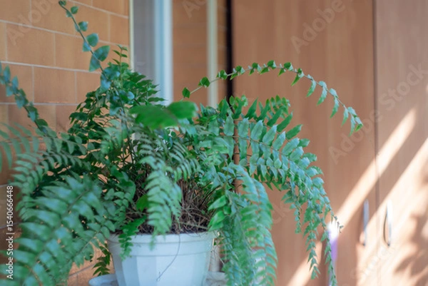 Obraz Green leafs of fern in balcony on wall building background. Plant of polypodiophyta growing in flowerpot on window home. Ornamental lush foliage of houseplant. Beautiful fresh green fern leaves.