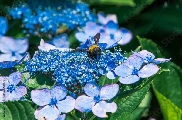 Obraz ガクアジサイとクマバチ