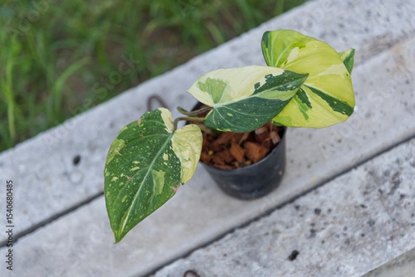 Fototapeta Philodendron Gloriosum Tri Color Variegated in the pot 